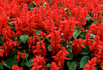 Сальвия Salvia Lady in Red 