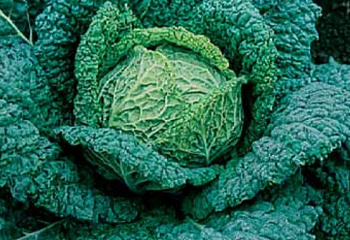Капуста савойская  Savoy cabbage Vertus 