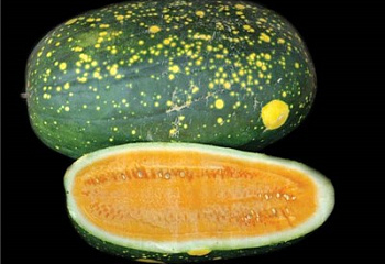 Арбуз Watermelon Moon and Stars F1 
