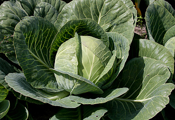 Капуста кочанная Cabbage Tacoma 