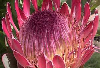 Протея или Сахарный кустарник Protea Sylvia 