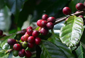 Кофейное дерево Coffee Cuba Altura 