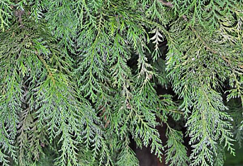 Кипарисовик Лавсона Chamaecyparis lawsoniana Parsons 