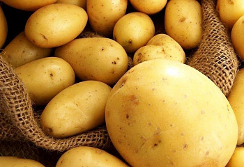 Картофель Potato Rogneda 