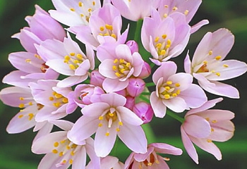 Декоративный лук или Аллиум розовоцветный Allium roseum 