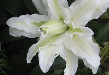 Лилия Lílium Double Gerard 