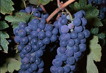 Виноград винный Vitis vinifera  Zinfandel