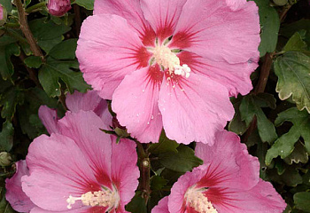 Гибискус Hibiscus Pink Giant 