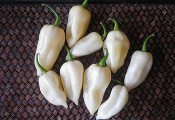 Перец острый Hot pepper Fatali White 