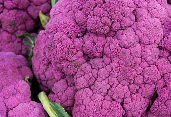 Капуста цветная Cauliflower Purple Cape 