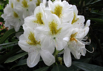 Рододендрон CATAWBIENSE ALBUM 