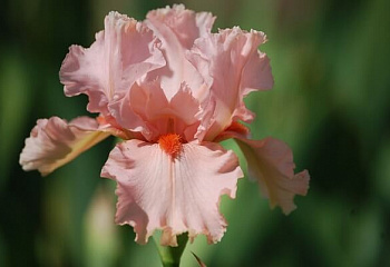 фото: Ирис LA VIE EN ROSE Ирис LA VIE EN ROSE