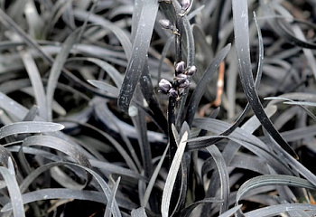 Офиопогон японский Ophiopogon japonicus Black Dragon 