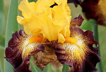 Ирис Íris Stole The Show 