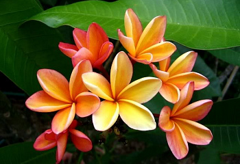 Плюмерия Plumeria Orange Hawaii 