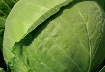 Капуста кочанная Cabbage Gardian 
