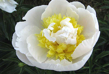 Пион Golden Bracelet 