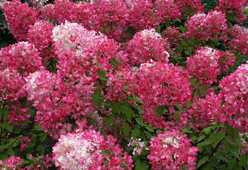 Гортензия метельчатая Hydrangea paniculata Diamant Rouge 