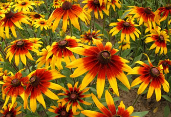фото: Рудбекия Rudbeckia Gloriosa Desy Рудбекия Rudbeckia Gloriosa Desy
