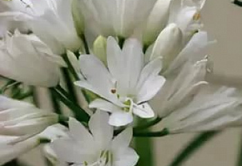 Лилия африканская или Цветок любви Agapanthus Double Diamond 