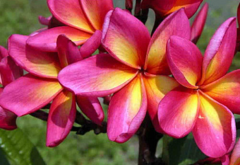 Плюмерия Plumeria Mermaid Gem 