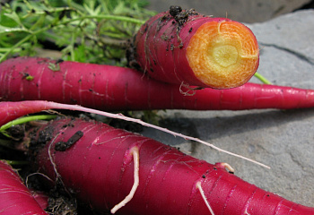 Морковь Carrot Cosmic Purple 