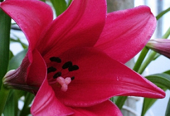 Лилия Lílium Miyabi 