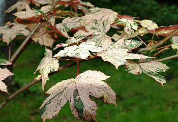 Клён ложноплатановый Acer pseudoplatanus Esk Sunset 