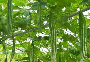 Огурец Cucumber Snake Gourd Cucurbitaceae 