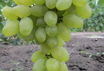 Виноград плодовый Vitis vinifera Тающий