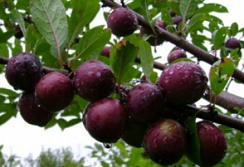 Сливово-вишневый гибрид Prunus domestica х cerasus Beta