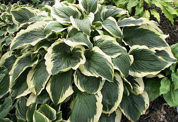 Хоста Hósta  Bоbbiе Suе 