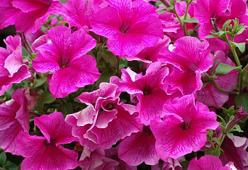 Петуния Petunia Abendsonne 