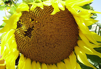 Подсолнечник Sunflower Transol 