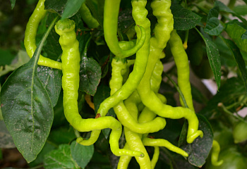 Перец острый Hot pepper Hangijao 