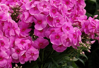 Флокс Phlox Cosmopolitan 