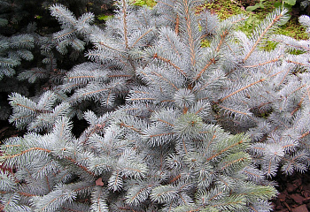Ель колючая Picea pungens Omega 