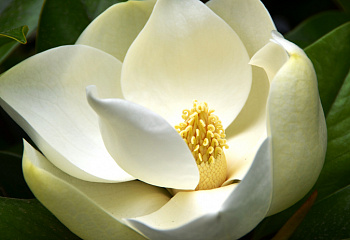 Магнолия Magnolia Verbanika 