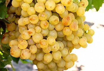 Виноград плодовый Vitis vinifera Кишмиш Белое Пламя