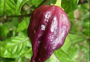Перец острый Hot pepper Bhut Jolokia Brown 