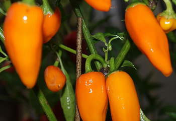 Перец сладкий Sweet pepper Jalapeno Orange 