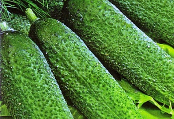 Огурец Cucumber Kapra 