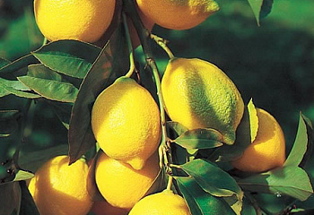 Лимон Citrus limon Fino 