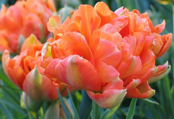 Тюльпан Túlipa Orange Angelique 