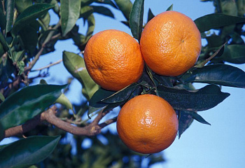 Клементин (гибрид мандарина и апельсина) Citrus clementina Clemenvilla 