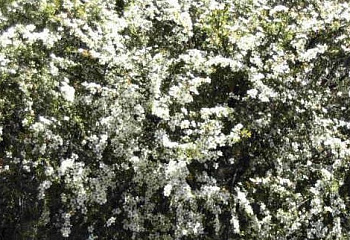 Лептоспермум или Чайное дерево  Leptospermum  Album Flore Pleno 