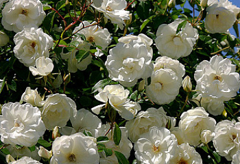 Роза на штамбе Rósa Schwanensee 