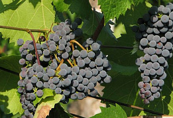 Виноград винный Vitis vinifera Плечистик