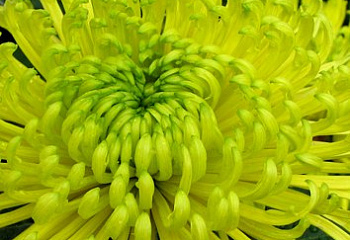 Хризантема Chrysanthemum Revert 