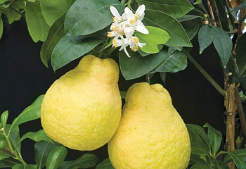 Лимон Citrus limon Chypre 